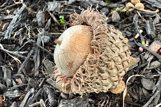 Fringed cap of the bur oak acorn