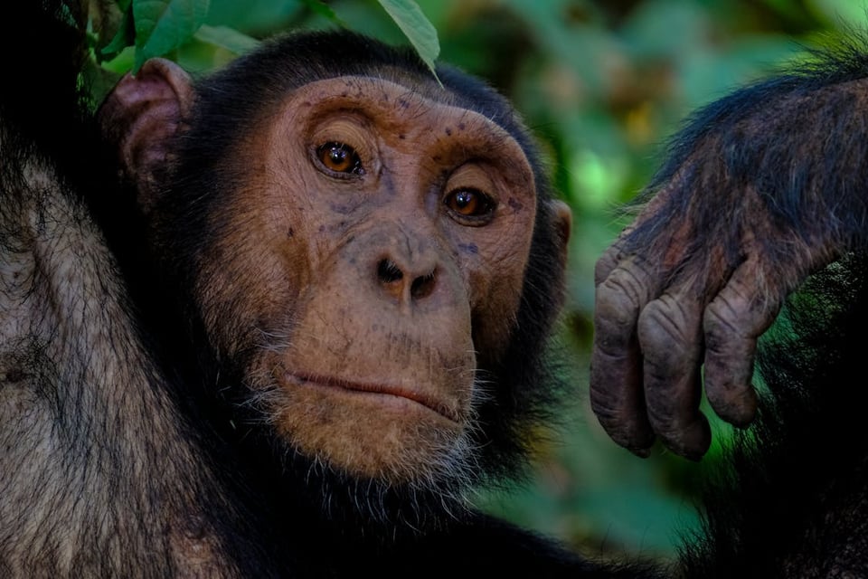A picture of a chimpanzee with a close-up on its face, gazing directly at the camera. Its left paw is cocked towards its face. In the background, out of focus, is green vegetation.