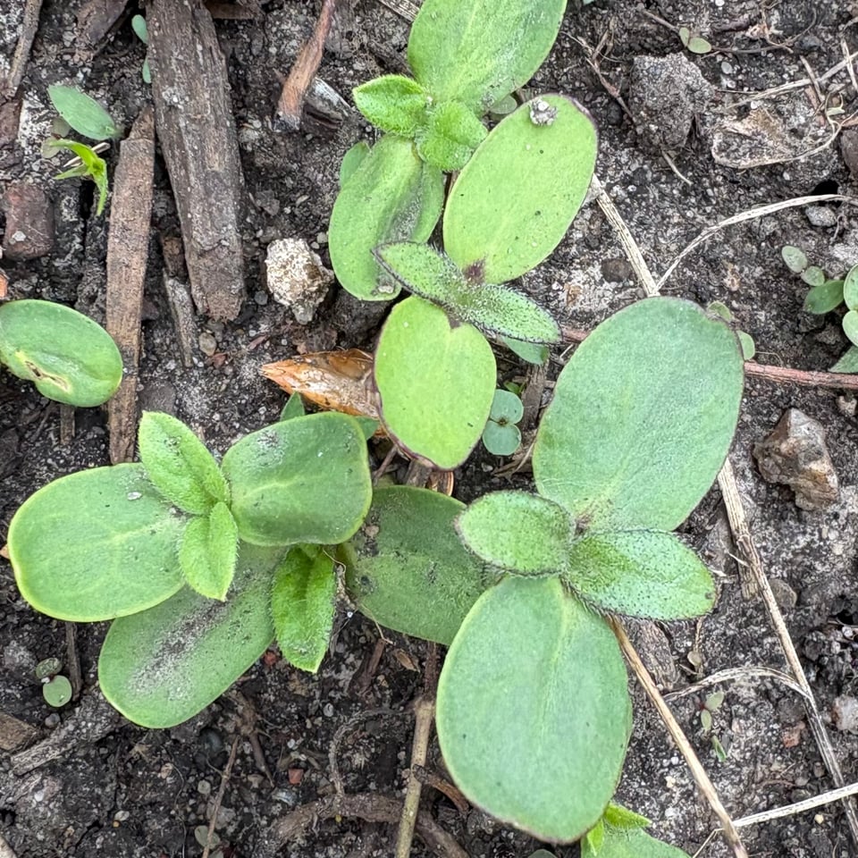 Sunflower seedlings