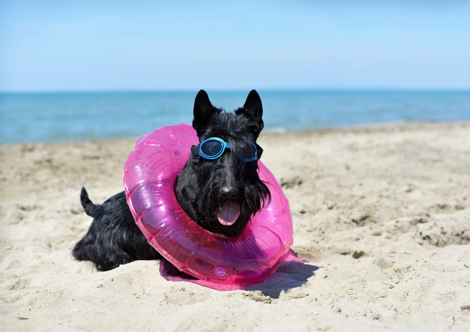 A black Scotty dog lies on a sandy beach wearing goggles and a pink float tube around his neck.