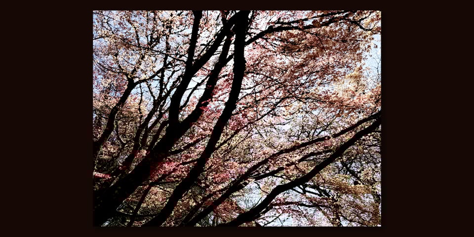 The canopy of cherry blossoms above
