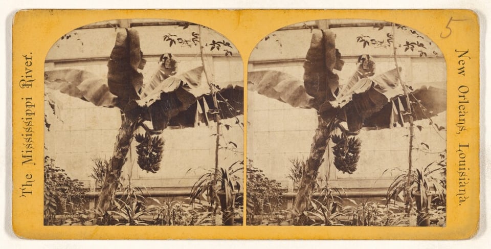A vintage stereographic image shows similar photographs of a banana plant side by side.