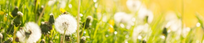 Dandelions among grass and a bright yellow landscape