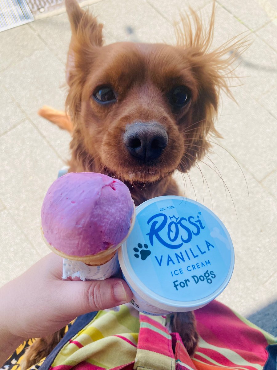 Radio is up on his back paws trying to eat Rossi ice cream.