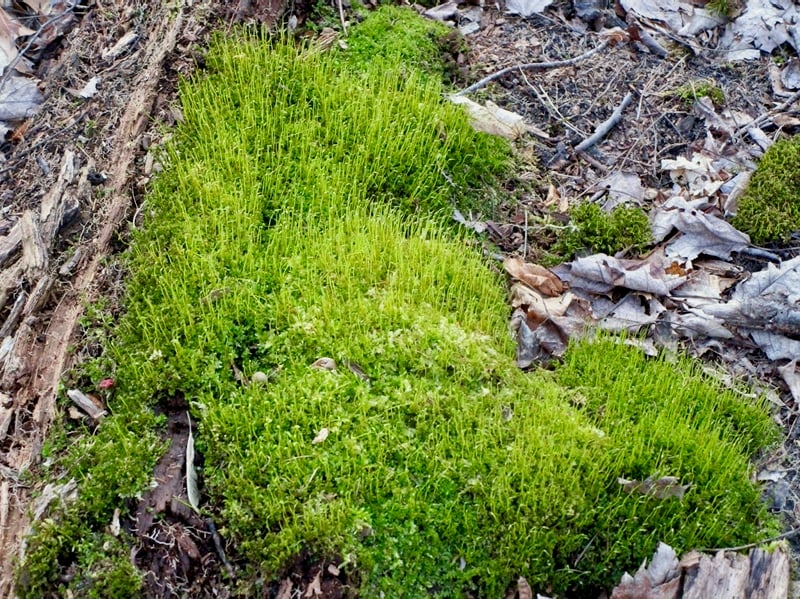 Spring’s first green is often moss. And what a gorgeous green it is! / Photo by Pamela Miller