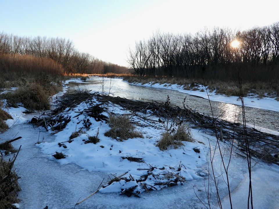 Wells Creek and a beaver lodge in winter. / Photo by Steve Dietz