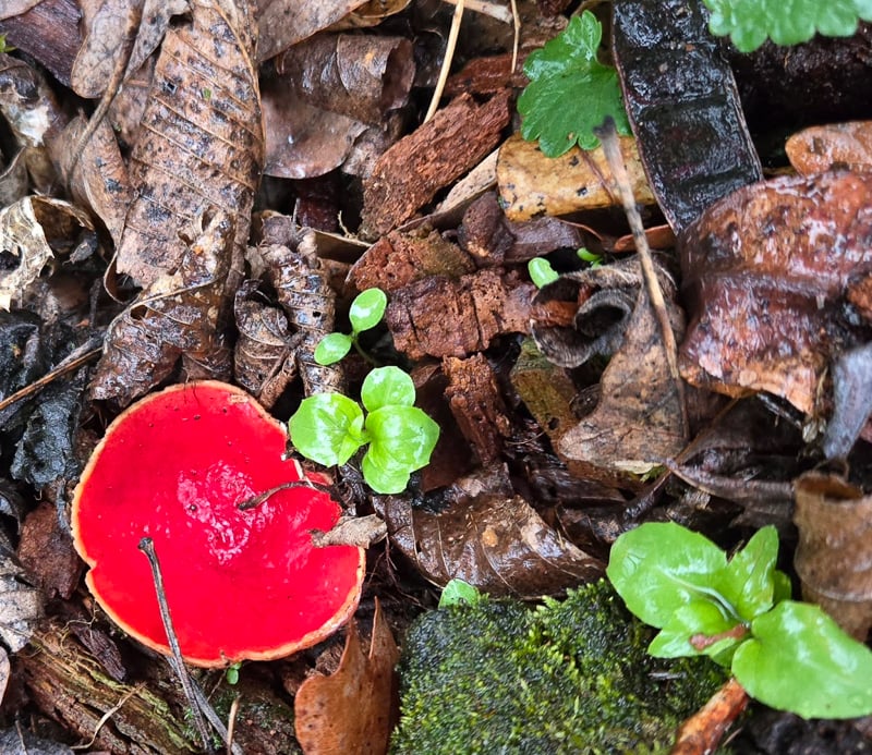 We know we post a photo of the scarlet elfin cup fungi every single March, but how can we resist? This brilliant little fungi is the first to peek out in early spring – in March! — in otherwise colorless, muddy, shady woods, including those in lower areas of Frontenac State Park. Trust us, you’ll do a double-take when you see one. The first time your newsletter editor saw it, slogging along in a muddy ravine, she thought it was litter — maybe the remains of a red Solo cup? — because, what natural growth could be that neon-bright? Not litter at all, Mabel. / Photo by Pamela Miller