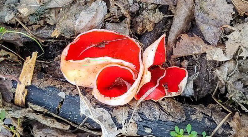 In late winter and early spring, the brilliant color of the scarlet elfin cup makes it easy to spot on the messy, muddy brown forest floor. / Photo by Pamela Miller