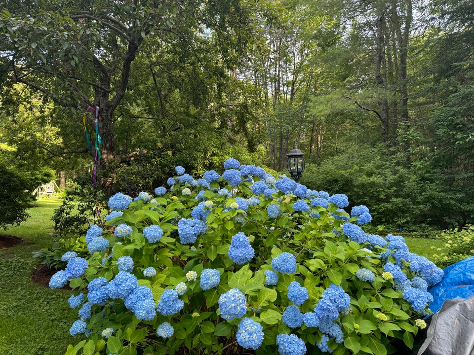 a blue hydrangea