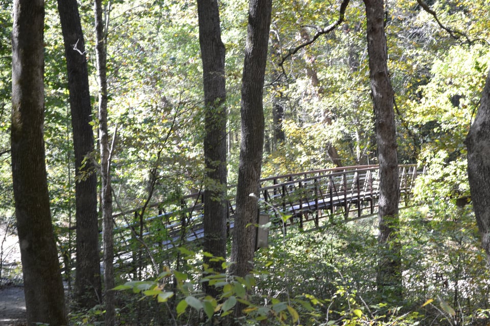 A narrow bridge through a forest.