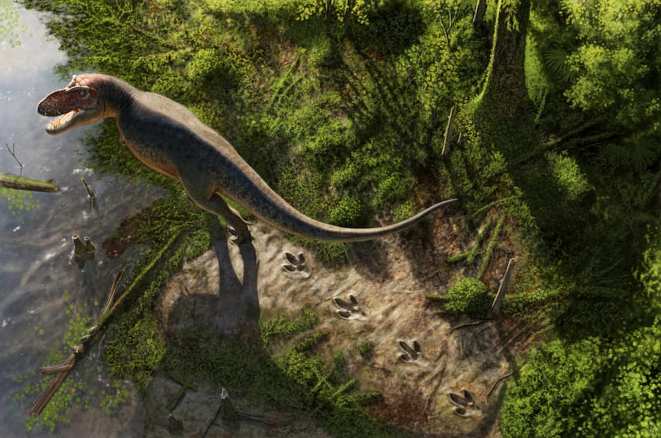Art of an adult T. rex walking along a lush floodplain, leaving three-toed tracks behind.