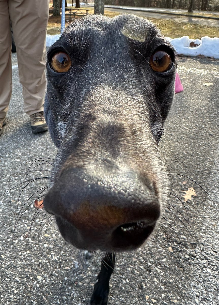 Photo of extreme close-up of a black greyhound's snout.