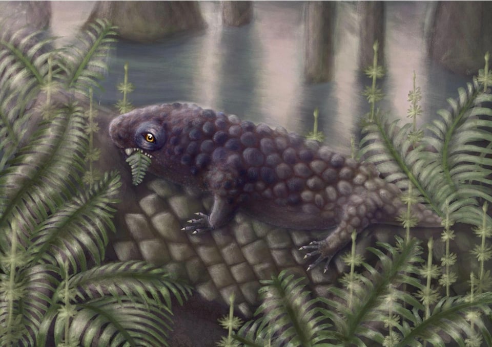 Art of a lumpy, lizard-like animal called Tyrannoroter in an ancient swamp. It has a stubby face with a large tooth followed by smaller ones, eating a fern.