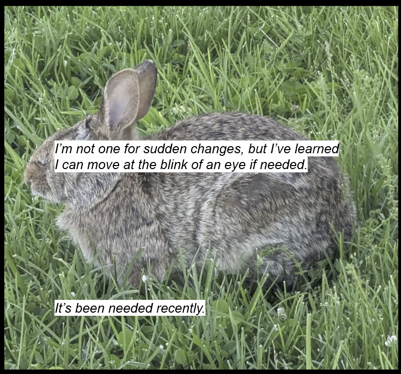A bunny in a field of a grass. There is covering its eyes that reads "I'm not one for sudden changes, but I've learned I can move at the blink of an eye if needed." Text underneath the bunny reads "It's been needed recently."
