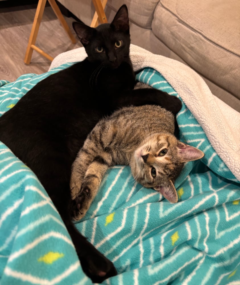 Two kittens on a striped blanket. The black kitten is laying upright and looking into the camera. The torbie kitten is lying on her back, slightly under the black kitten, and looking up.