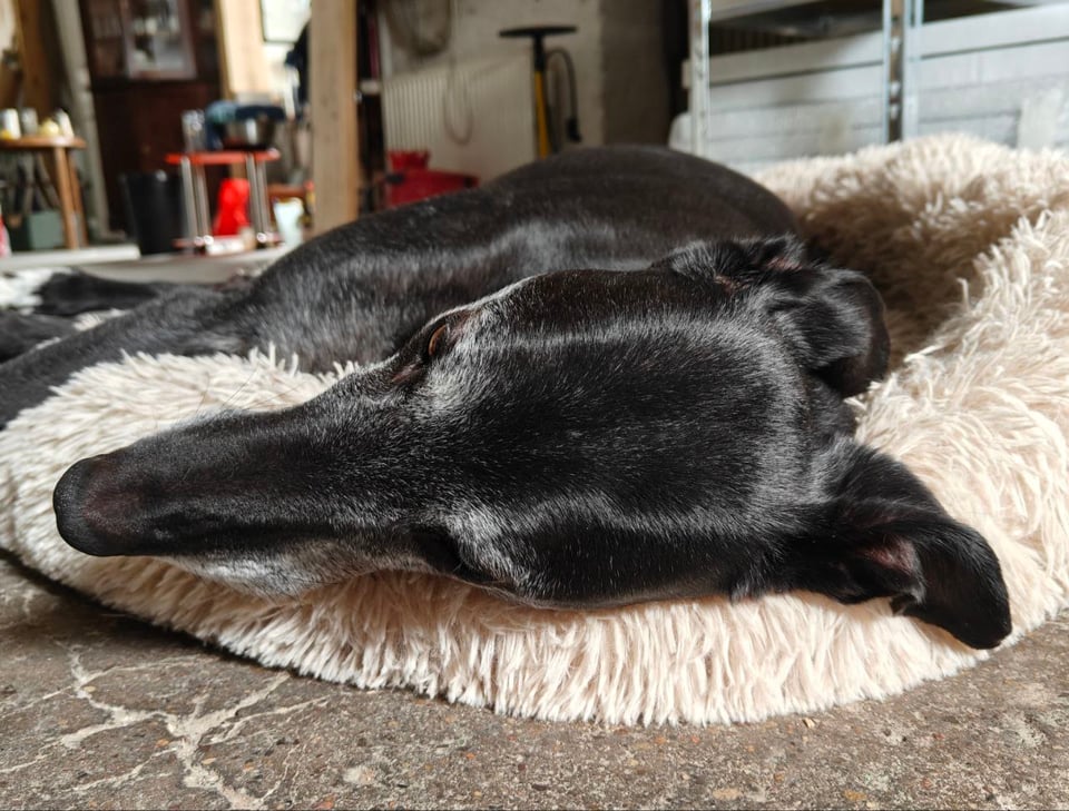 A black greyhound with very soft shiny fur and floppy ears lying plopped in his bed