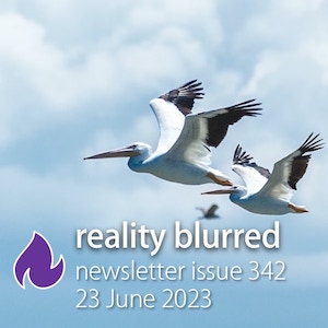 Two white pelicans with black wings flying in front of clouds, and the words 'reality blurred newsletter issue 342, 23 June 2023'