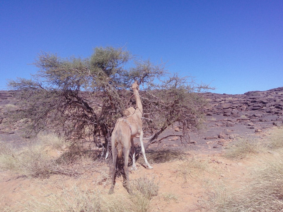 A camel stretches upright on its hind legs to reach thorny branches.