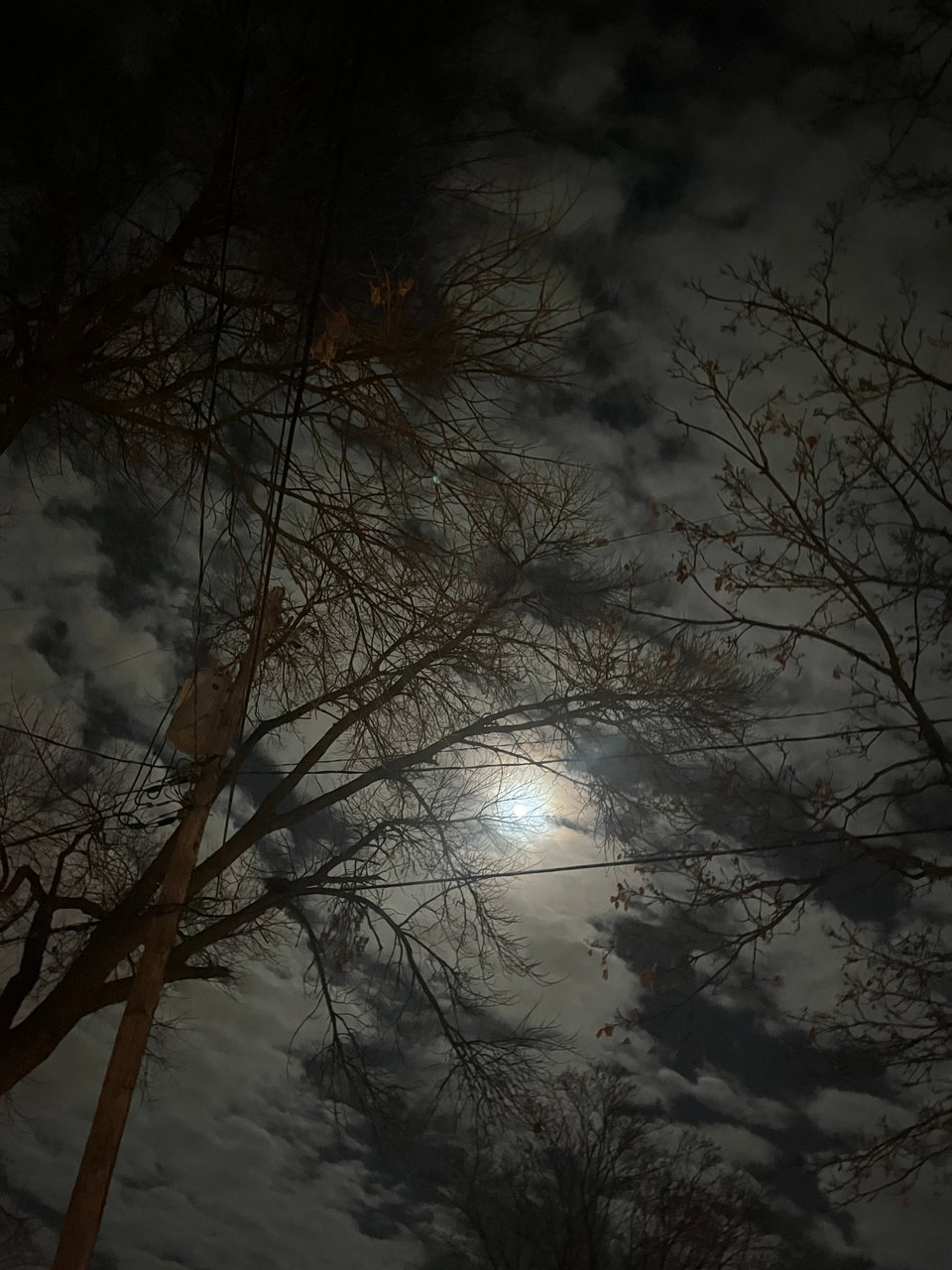 Nola talks to trees...and spring sun melting late season snow