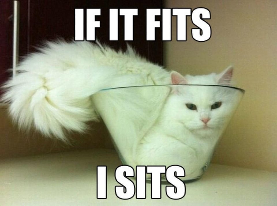 if it fits, I sits: picture of a white cat somehow conformed into a flared glass bowl
