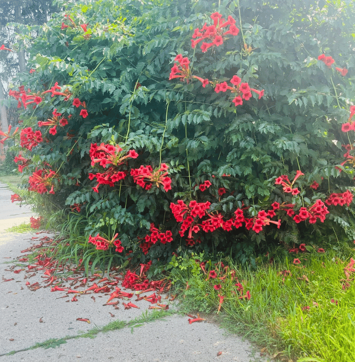 August⚖️🏁🙂🙃 Notes on Bipolar