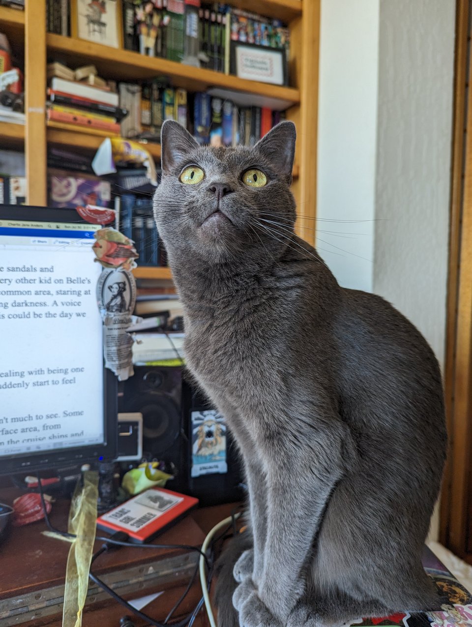 Marcus Aurelius, a gray cat with wide yellow eyes, sitting on a wooden desk next to  a computer monitor with some words on it. Behind the cat is a bookcase fulll of books, plus a TARDIS from Doctor Who.