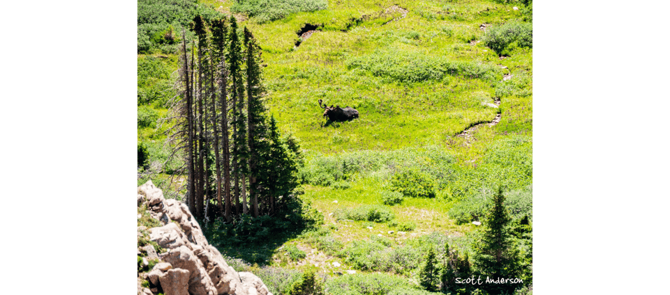 bull moose - photo by Scott Anderson