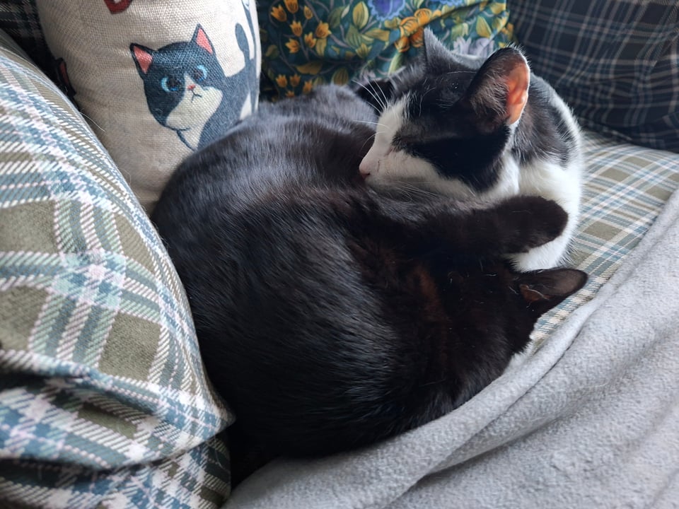 Two cats, one black and one white with black markings, are curled up together on a cozy couch surrounded by patterned pillows.