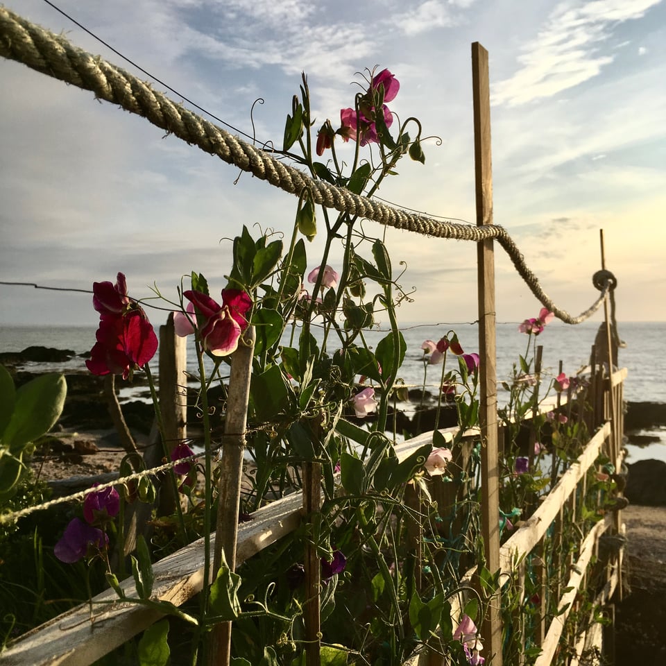 A row of pink and red sweet peas are scrambling up rope with the calm sea and pale blue sky in the background. Image by Rowan Ambrose