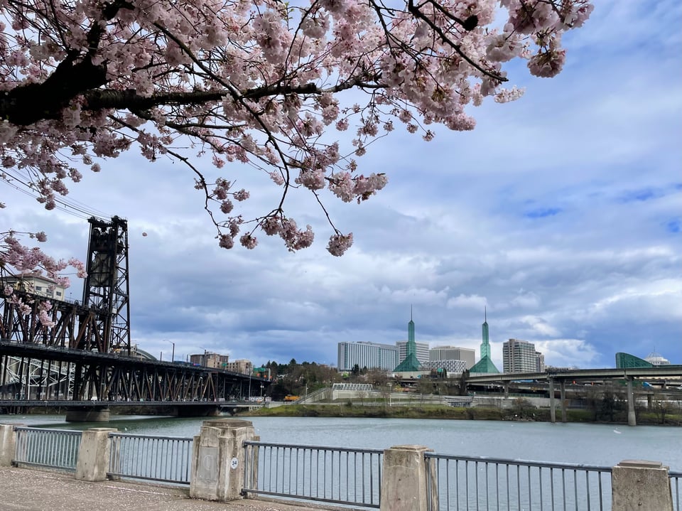 the Willamette River and Steel Bridge looking east from the cherry blossoms
