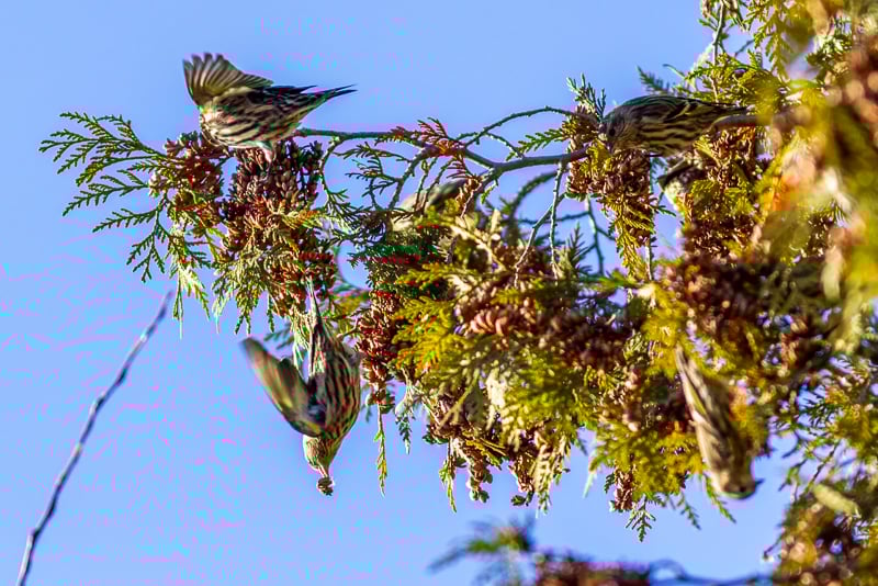 Pine Siskins doing their thing in November. / Photo by Earl Bye