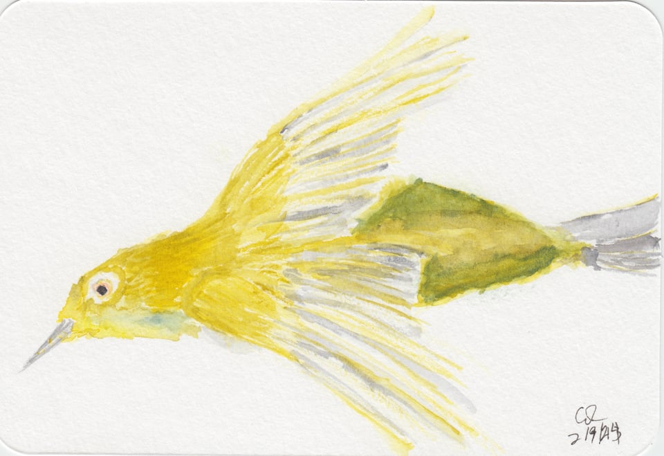 Just a terrible watercolor of a Japanese White Eye bird, with its wings spread