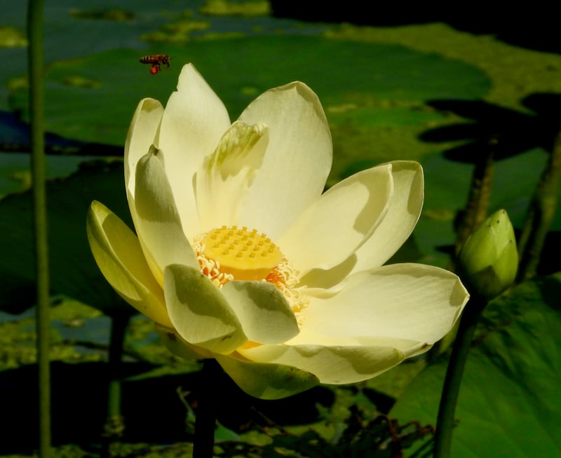 An American lotus, up close. Doesn’t it make you want to get out an easel and paint and put it on canvas? / Photo by Steve Dietz
