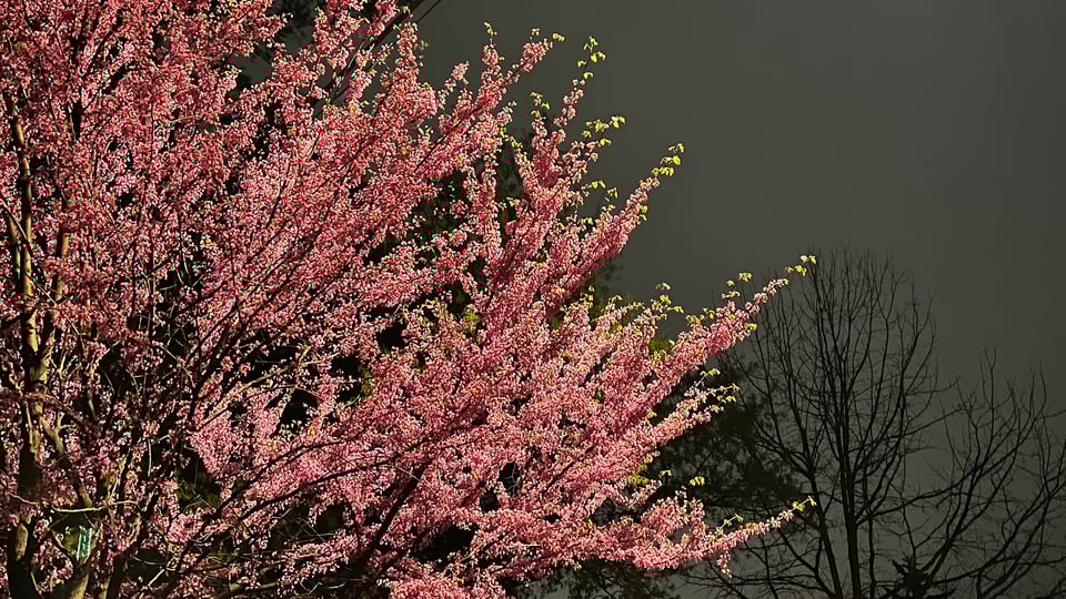 Pink buds at night