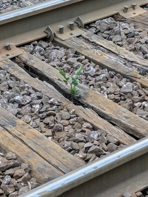 A plant grows from the split, rotten center of a railroad tie. Another smaller plant nearby does the same.
