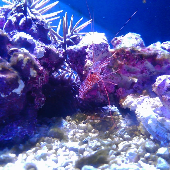 A saturated blue photo of a cluster of rocks, possibly some urchins, a shrimp in its red stripes clinging delicately to their surface, antennae questing out.