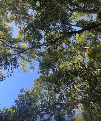 Image of the blue sky through a tree canopy