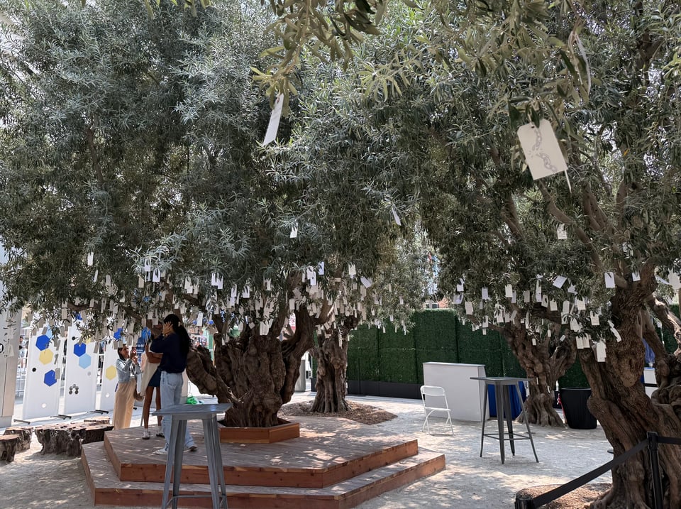 photo of olive trees in a grove, with many little cards tied to the lower branches