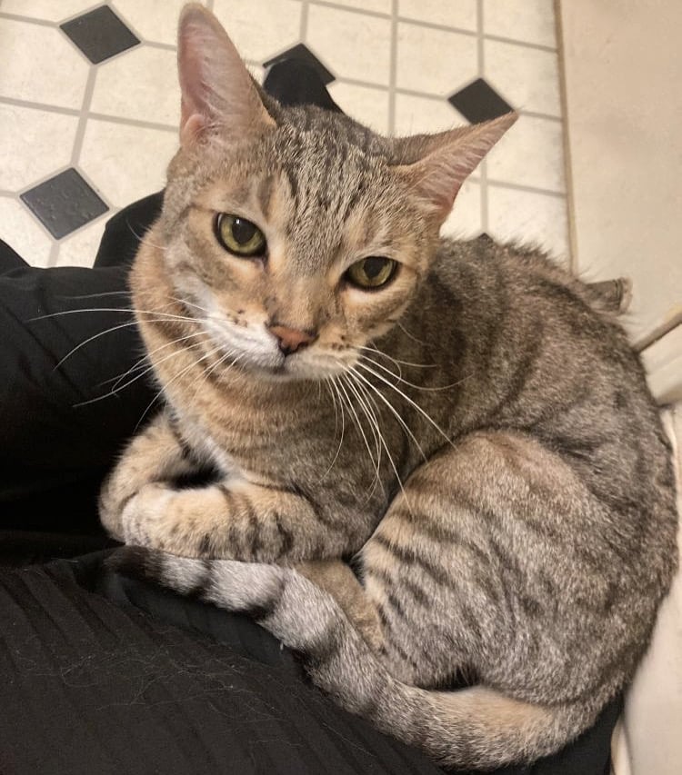 the world's sweetest cat curled up on my son's lap (from my son's pov)