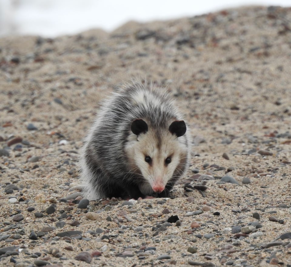 Are opossums ugly? While they’re not what we’d call charismatic creatures, we’re inclined to think that all things in nature have their own beauty, so we’ll lean that way. / Photo by Janet Malotky