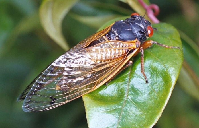 a cicada on a leaf