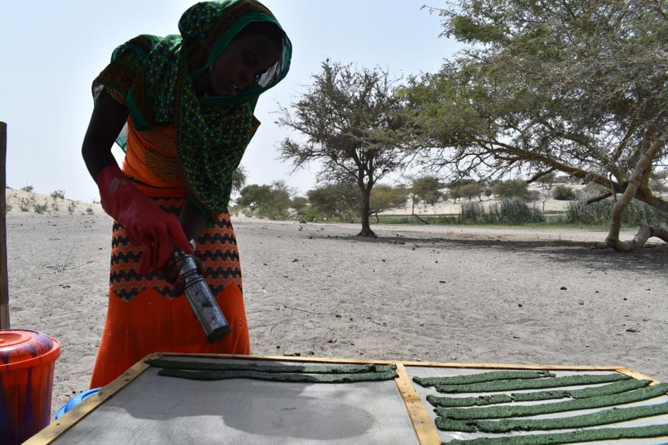 Local woman drying Spirulina Cakes