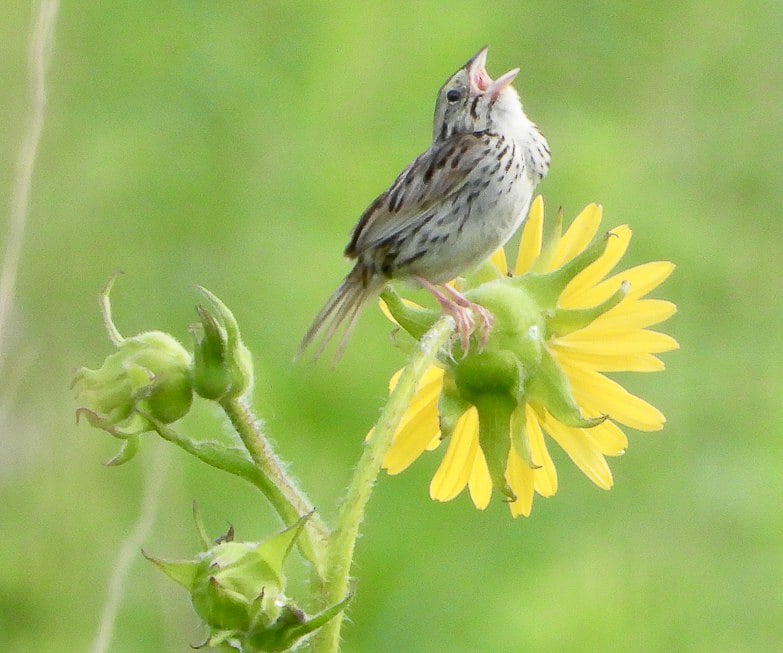 The Henslow’s Sparrow is listed as endangered in Minnesota, but is not uncommon at Frontenac State Park. No wonder it is singing its heart out. / Photo by Steve Dietz