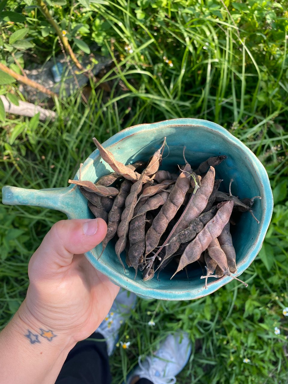 dried pigeon pea pods that i collected in a blue ceramic cup, which i also made.