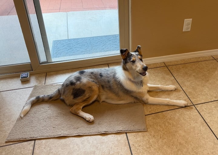 Opal, smooth blue merle collie (brown, grey, white with black spots) lying on her backdoor spot. She is smiling.