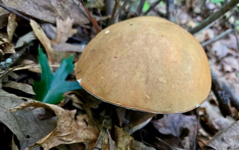 There’s a reason they call it the A king bolete. / Photo by Pamela Miller