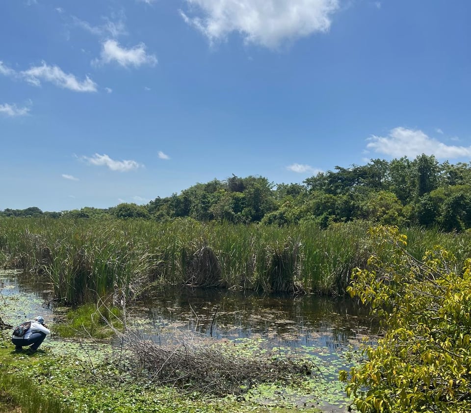 Photograph of a mosaic of wetland habitats, with trees in the background.