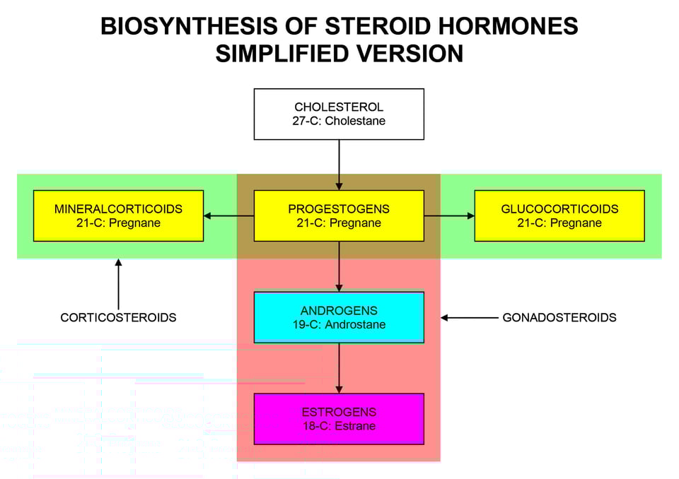 This is a very simple diagram showing basic steroid hormone synthesis - these are the hormones that derive from cholesterol. From cholesterol you make progesterone - from there you can make glucocorticoids (like cortisol) or androgens (like testosterone). Then from androgens you can make estrogens. By StacyRed-Wiki - Own work, CC BY-SA 4.0, https://commons.wikimedia.org/w/index.php?curid=74993119