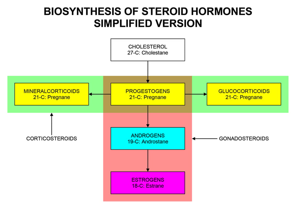 This is a very simple diagram showing basic steroid hormone synthesis - these are the hormones that derive from cholesterol. From cholesterol you make progesterone - from there you can make glucocorticoids (like cortisol) or androgens (like testosterone). Then from androgens you can make estrogens. By StacyRed-Wiki - Own work, CC BY-SA 4.0, https://commons.wikimedia.org/w/index.php?curid=74993119