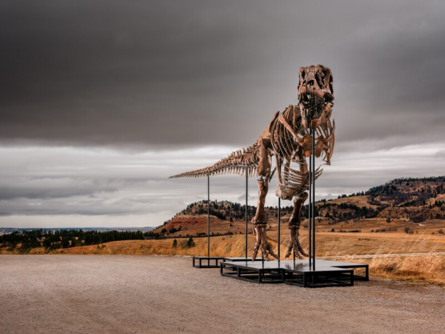 Promotional photo of a large T. rex skeleton reconstructed by foothills